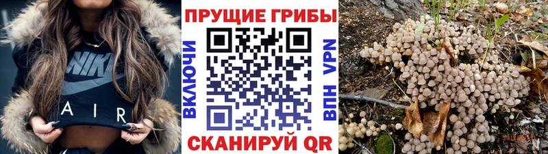 Галлюциногенные грибы Psilocybe Бор